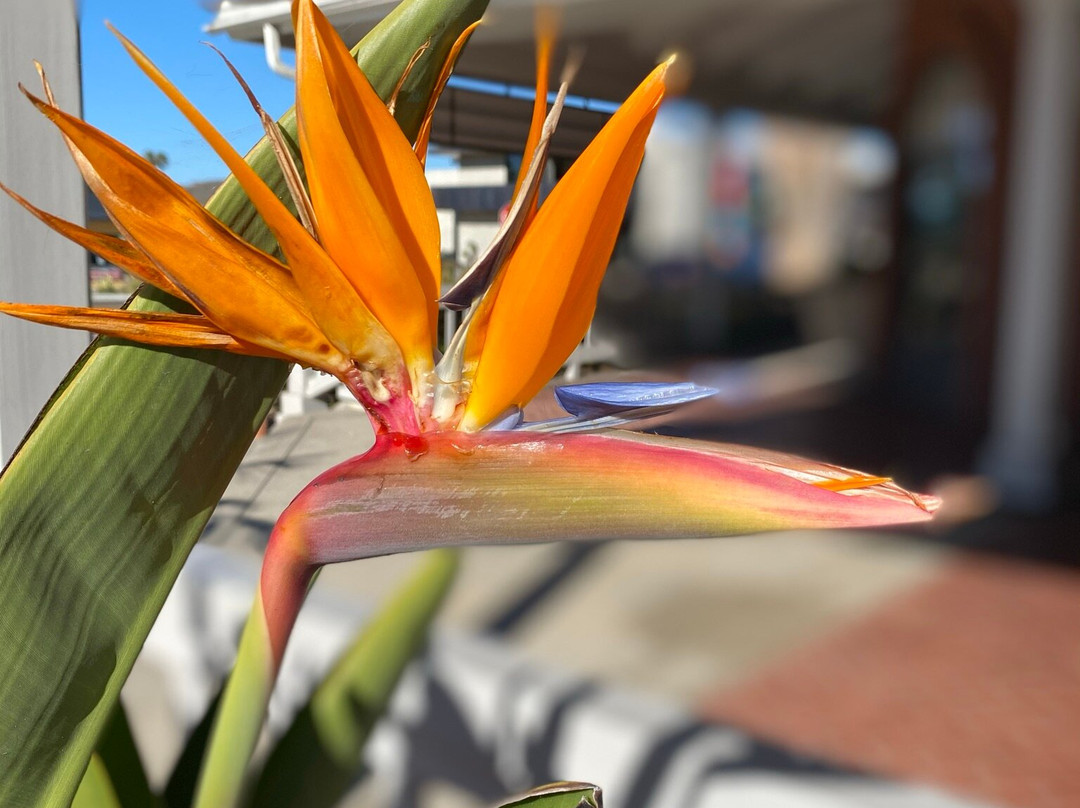 Scotty Cameron Gallery-圣地亚哥必去景点