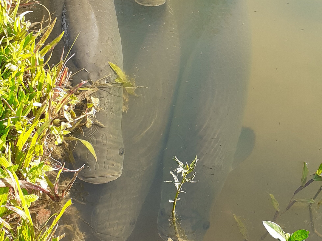 Toca da Coruja-Bonito必去景点