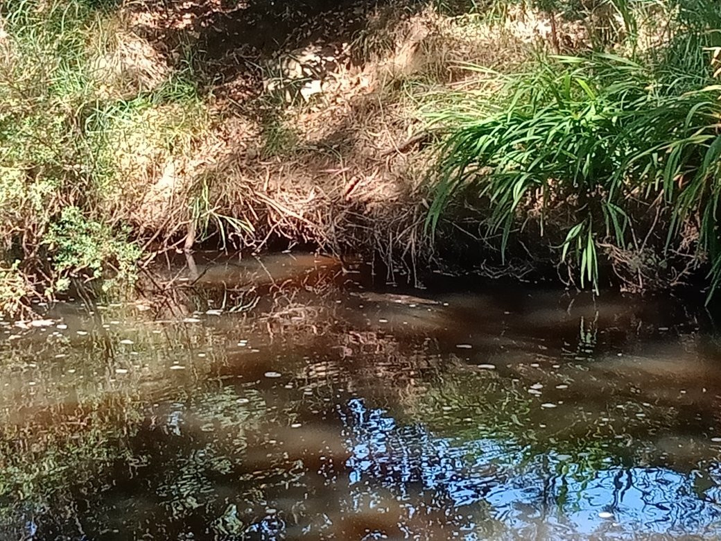 Platypus Walk-Geeveston必去景点
