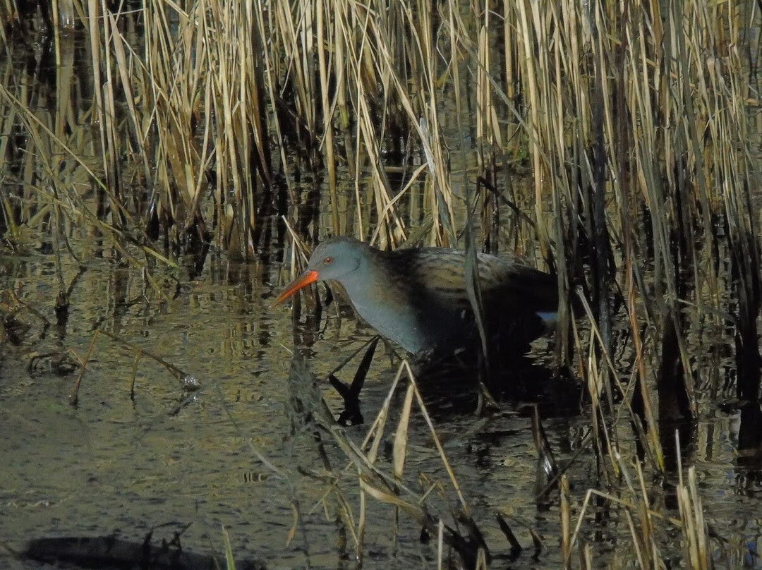 Lakenheath Fen RSPB Reserve-Lakenheath必去景点