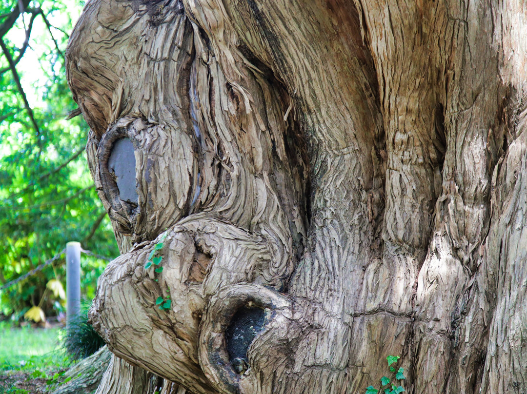 Large Kaya of Manshoji-桑折町必去景点