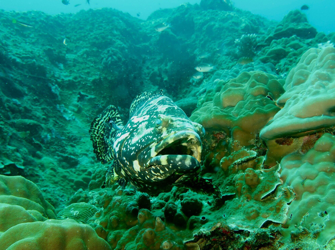 Tioman Dive Centre景点图片