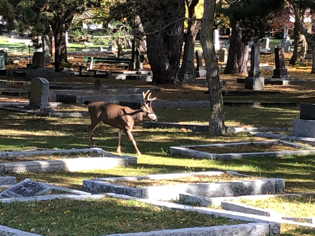 Ross Bay Cemetery景点图片