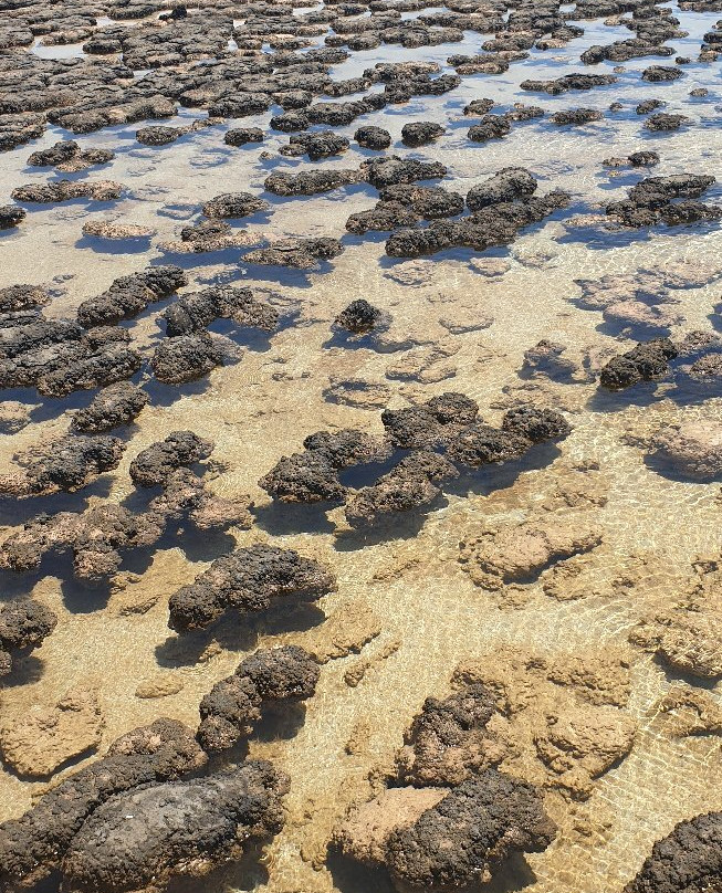 Stromatolites of Shark Bay景点图片