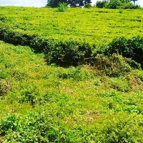 Mityana旅游攻略图片