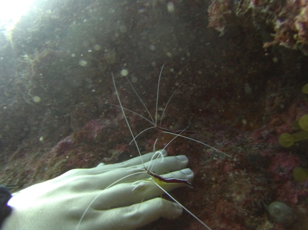 Mero Diving Center-Canico必去景点