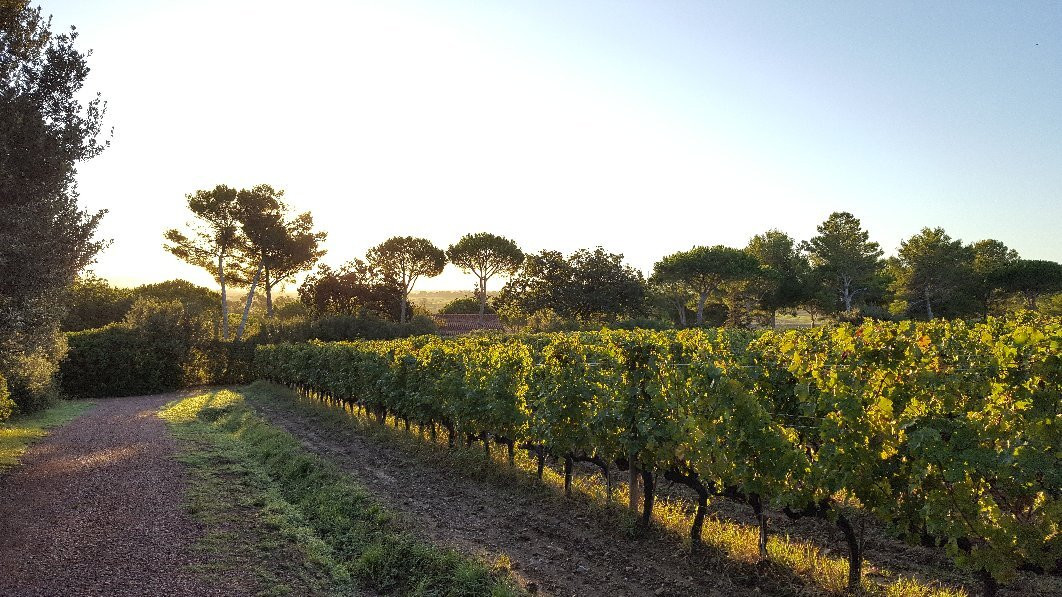 Tenuta Poggio Rosso景点图片