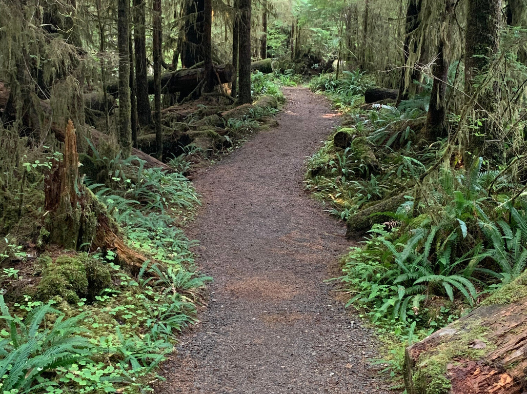 Quinault Rain Forest景点图片