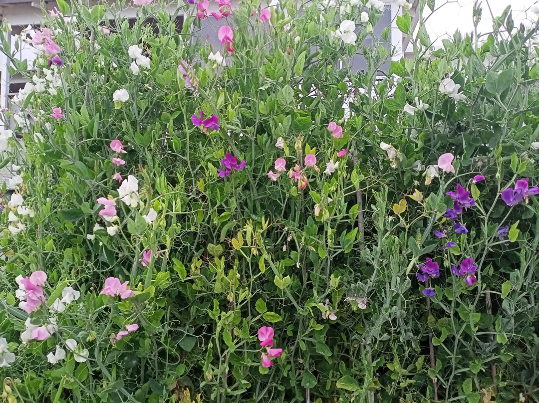 防风林住宿加早餐酒店主图