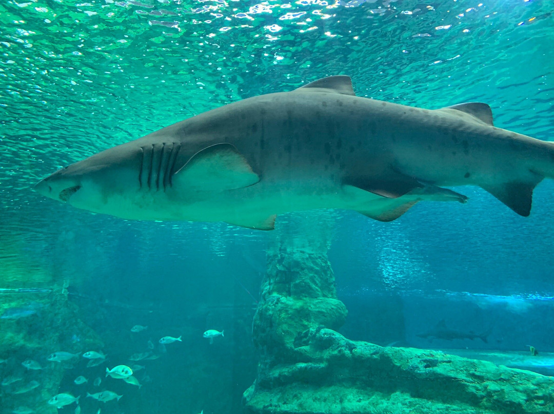 Aquarium Costa De Almería-滨海罗克塔斯必去景点
