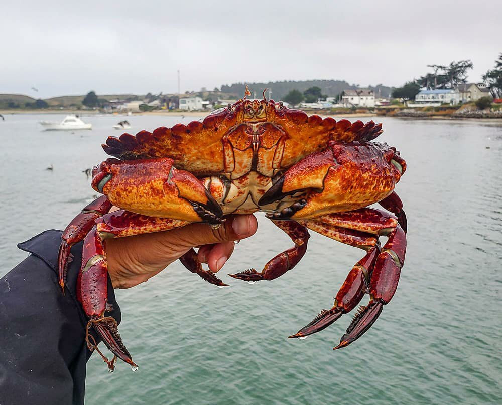Pillar Point Harbor-半月湾必去景点