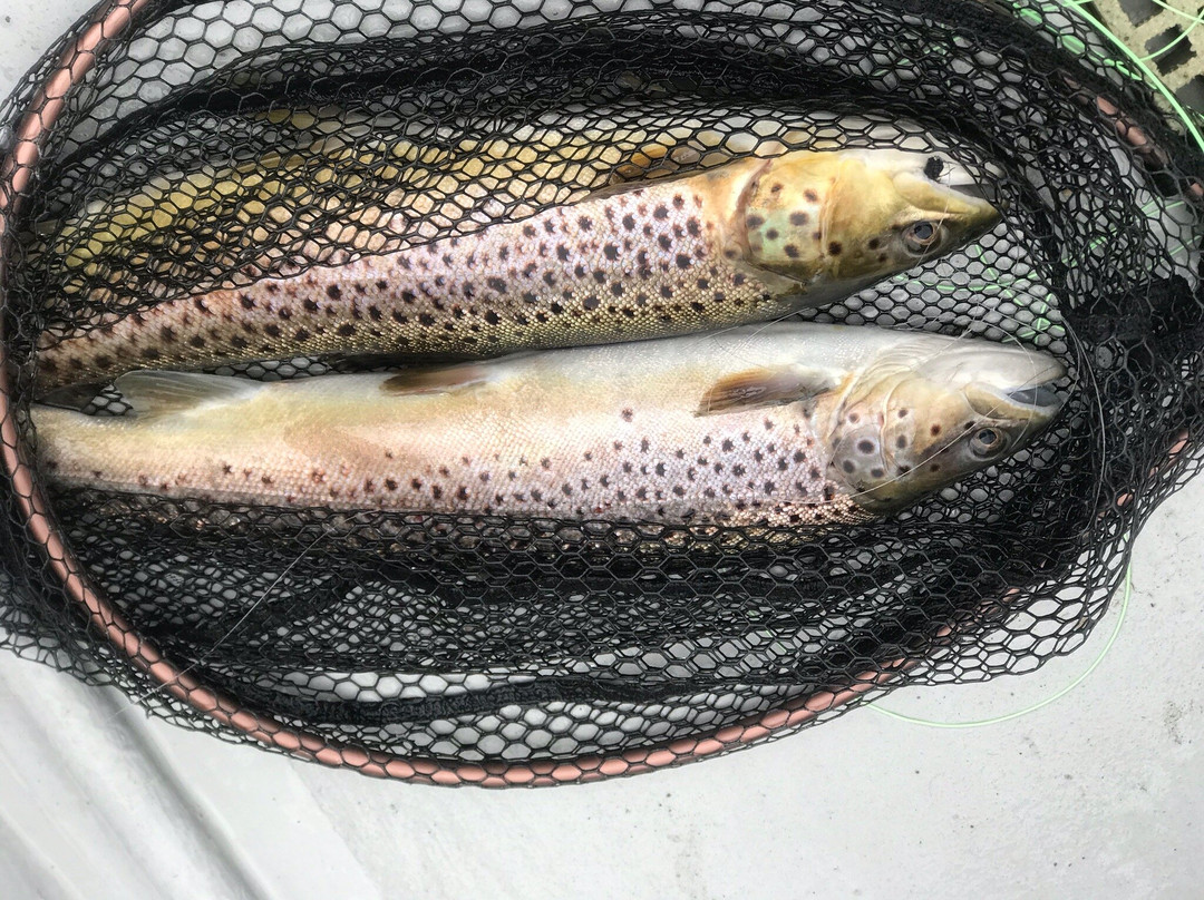 Esthwaite water trout fishery景点图片