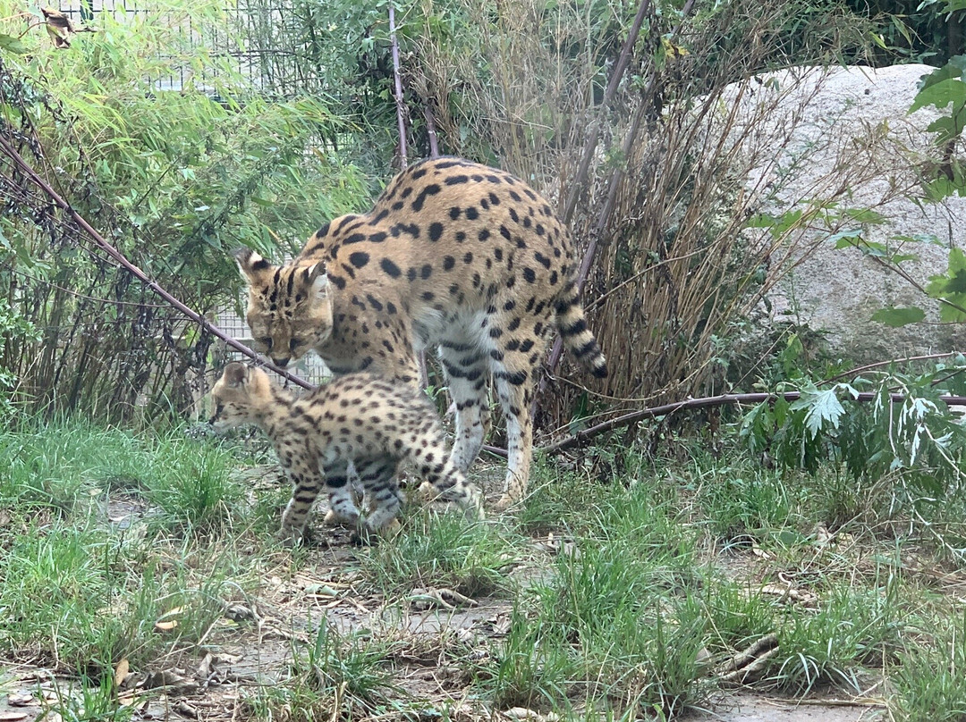 Zoo Osnabrück-奥斯纳布吕克必去景点