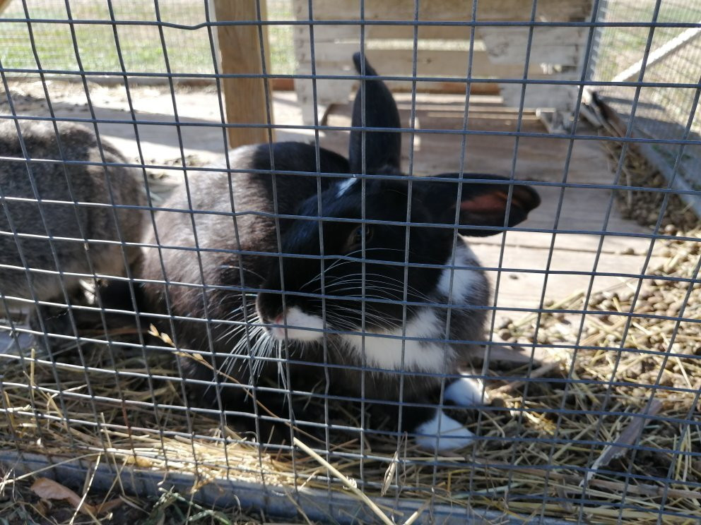 La Fattoria degli Animali景点图片