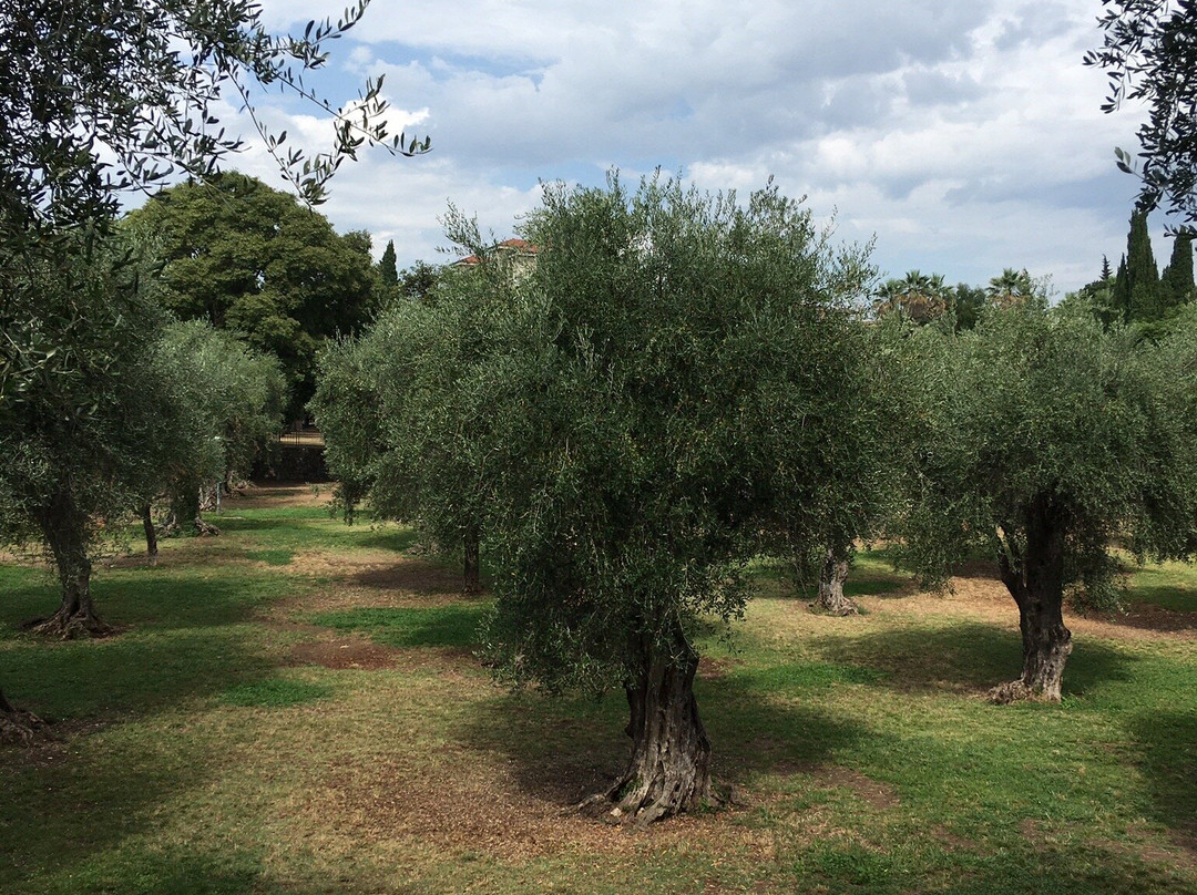 Parc des Arènes de Cimiez-尼斯必去景点