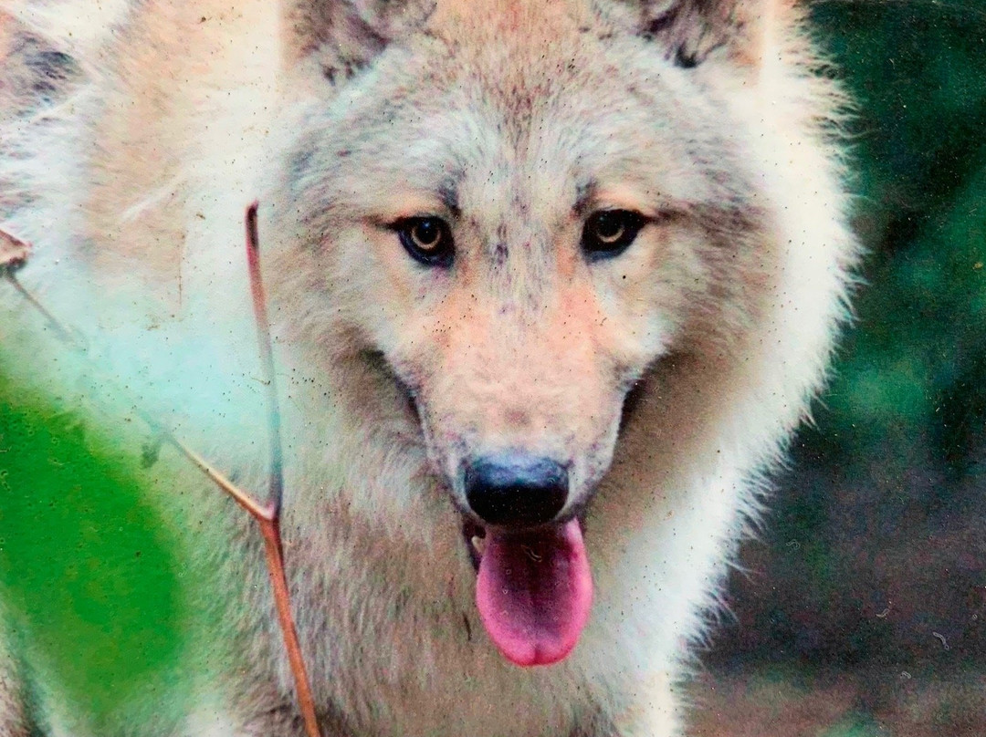 Lupi-Les Loups de Coat Fur-Lescouet-Gouarec必去景点
