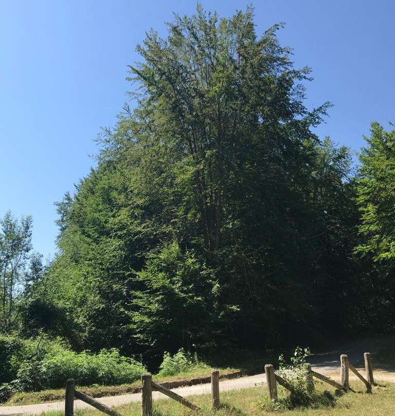 Faggeta di Condrò (with Area Picnic)-Serrastretta必去景点
