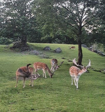 Ulvered旅游攻略图片