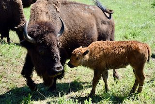 Maxwell Wildlife Refuge-Canton必去景点