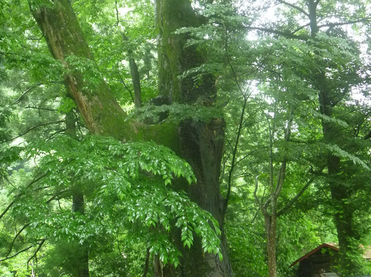 Kasuga Shrine-桧原村必去景点
