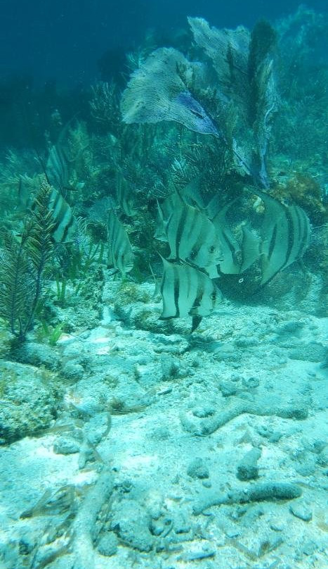 FL Keys Unique Diving-拉哥岛必去景点