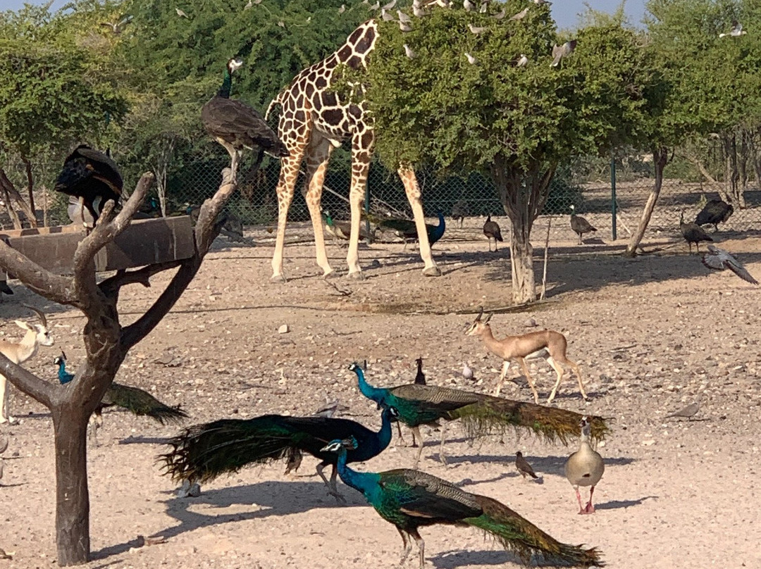 Arabian Wildlife Park-萨巴尼亚岛必去景点