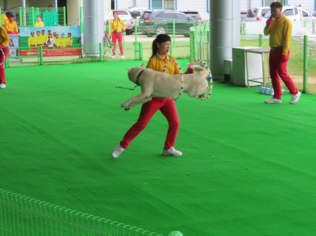 Jindo Dog Theme Park-珍岛郡必去景点