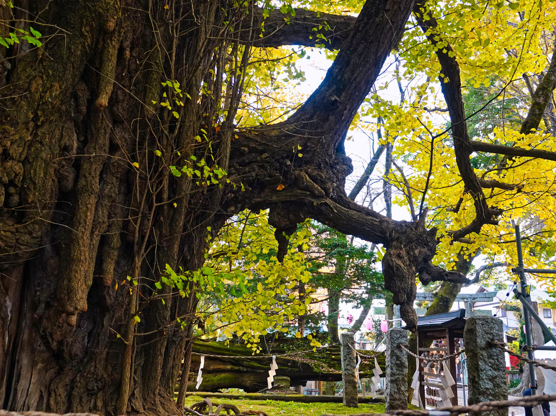 Nogi Shrine-野木町必去景点