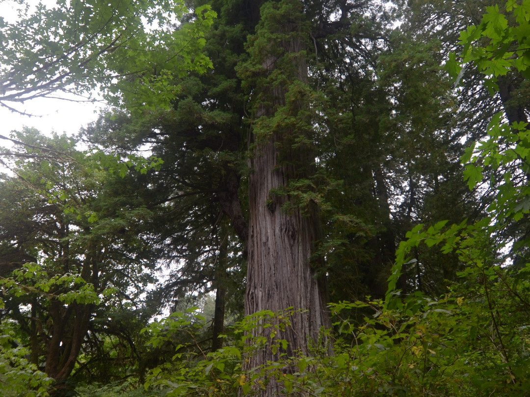 Big Tree景点图片