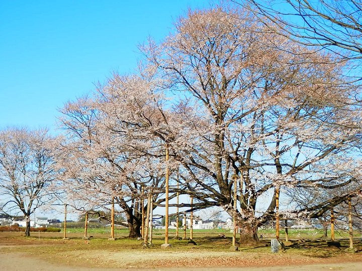 Tenpyo no oka Park-下野市必去景点