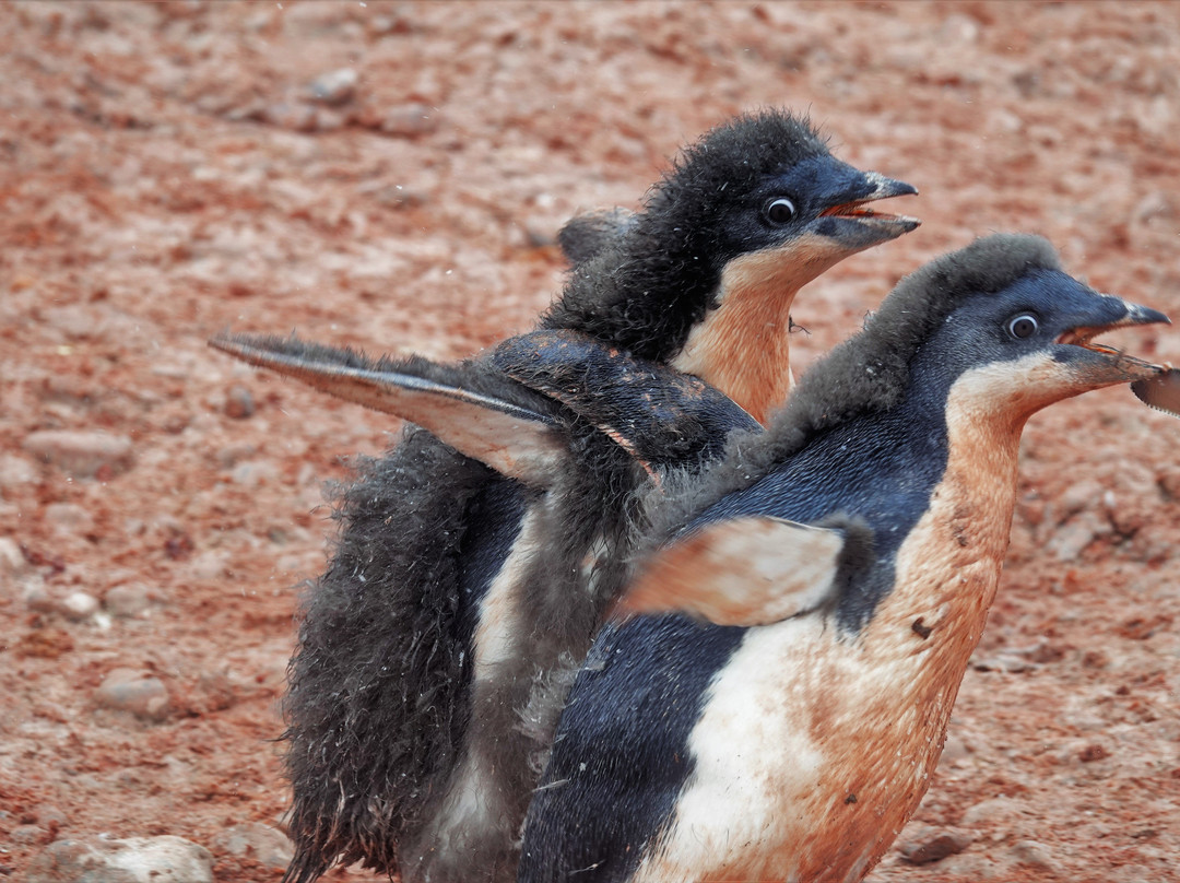 Brown Bluff-Antarctic Peninsula必去景点