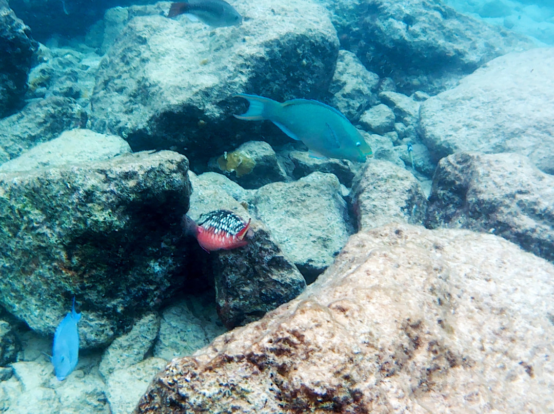 Bari Reef-Kralendijk必去景点