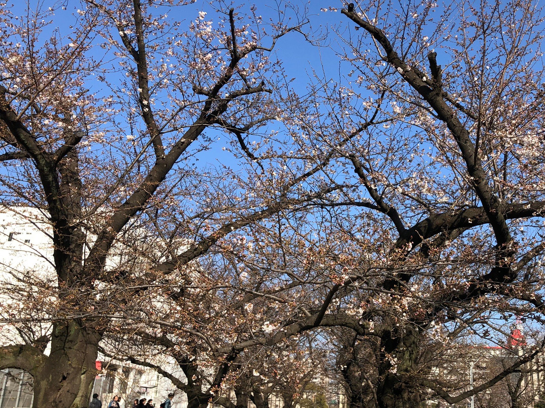 Kinshi Park-墨田区必去景点