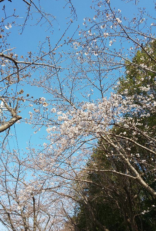 Chuo Park景点图片