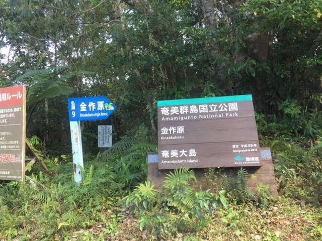 Kinsakubaru Forest-奄美市必去景点