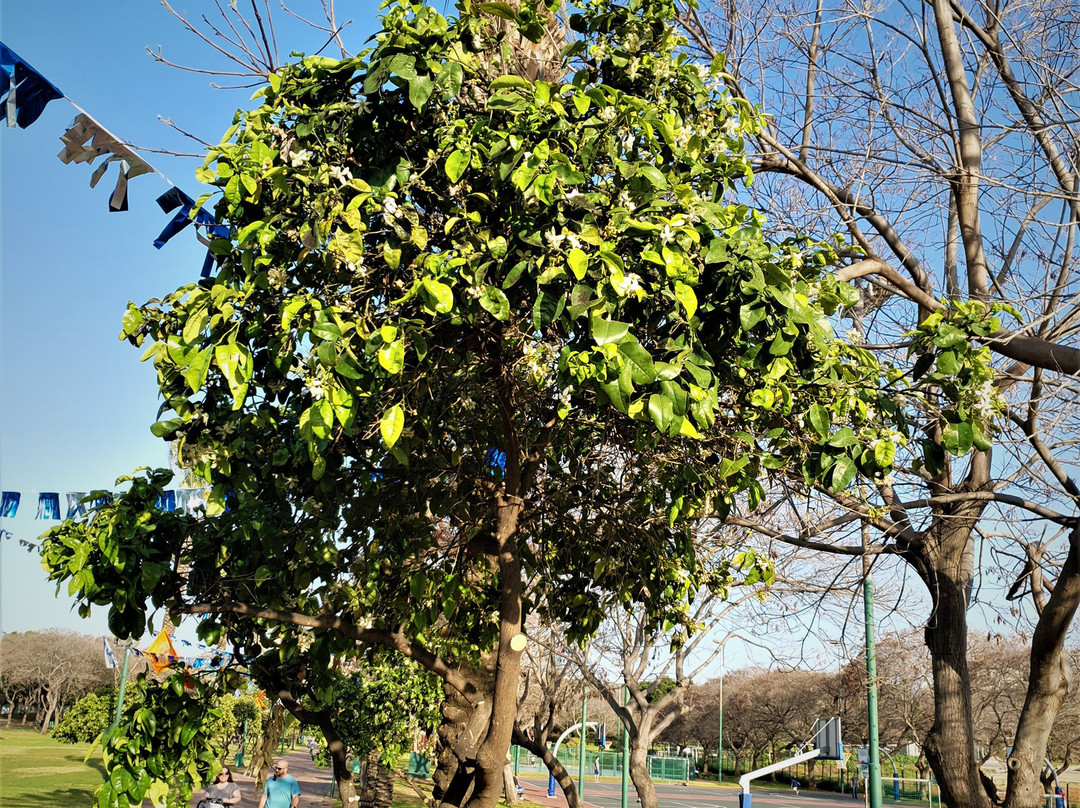 Raanana Park-Ra'anana必去景点