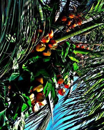 Jardin Botanico Nacional-哈瓦那必去景点