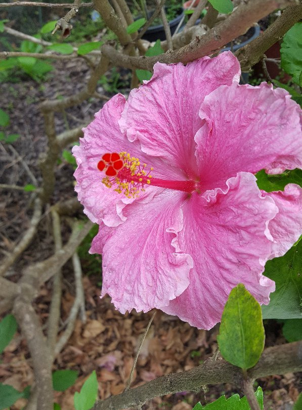 West Lynn Garden-New Lynn必去景点