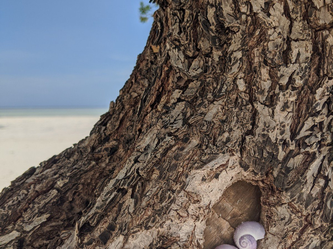 Pemba Eco Lodge主图