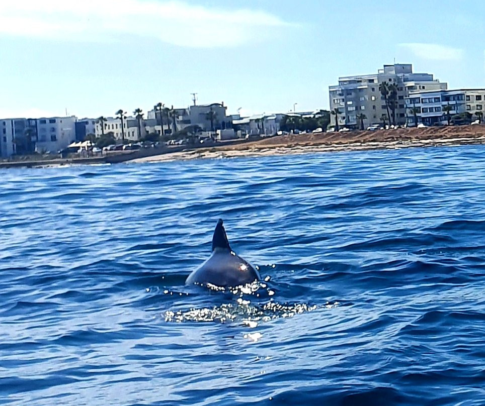 Cape Kayak Adventures-Three Anchor Bay必去景点