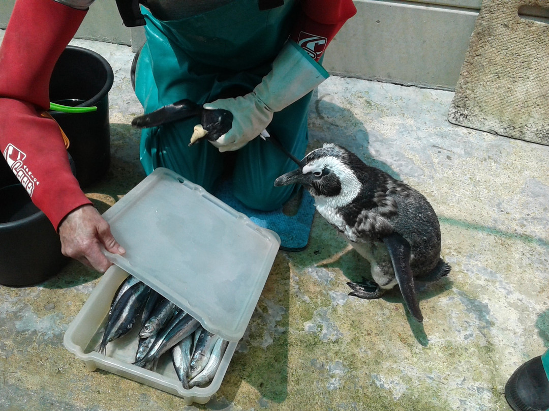 Seabird and Penguin Rehabilitation Centre景点图片