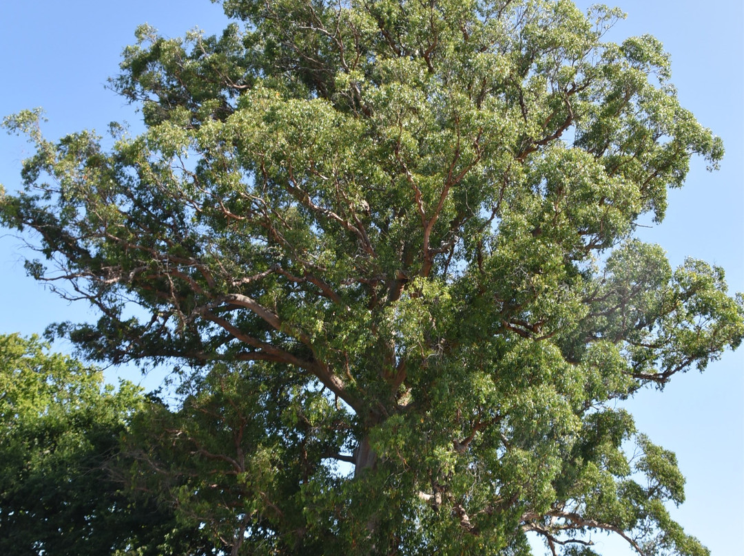 Samuel Oates Gum Tree 1856景点图片