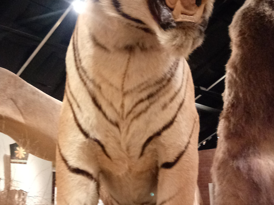 Houston Museum of Natural Science at Sugar Land-舒格兰必去景点