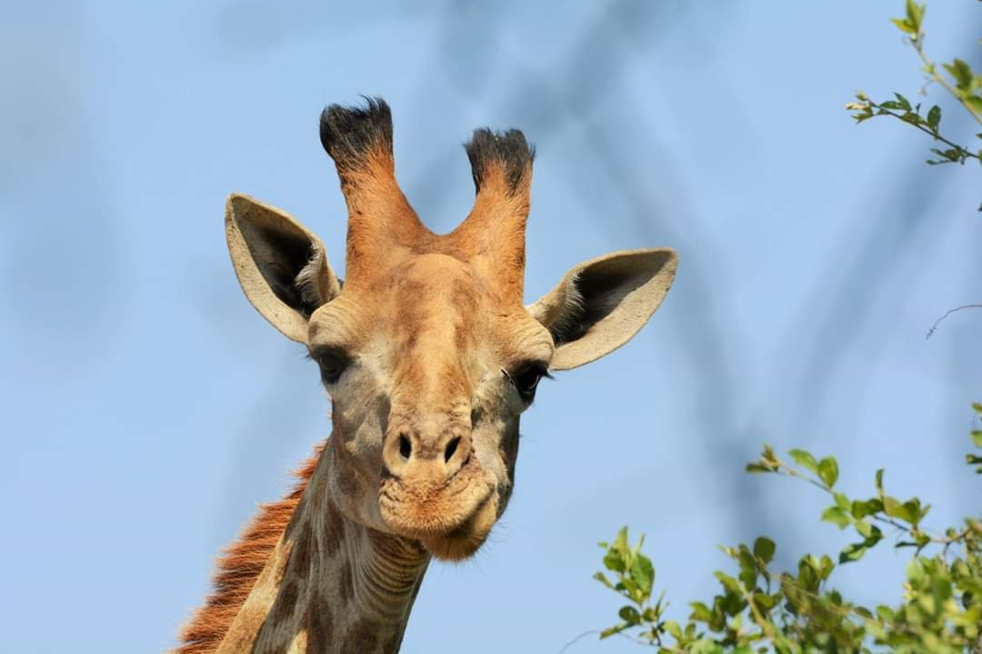 Die Boer & Die Belg主图