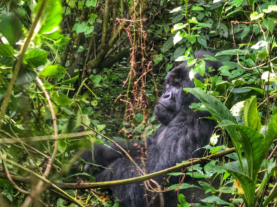 Virunga Amani Tours and Travel-Goma必去景点