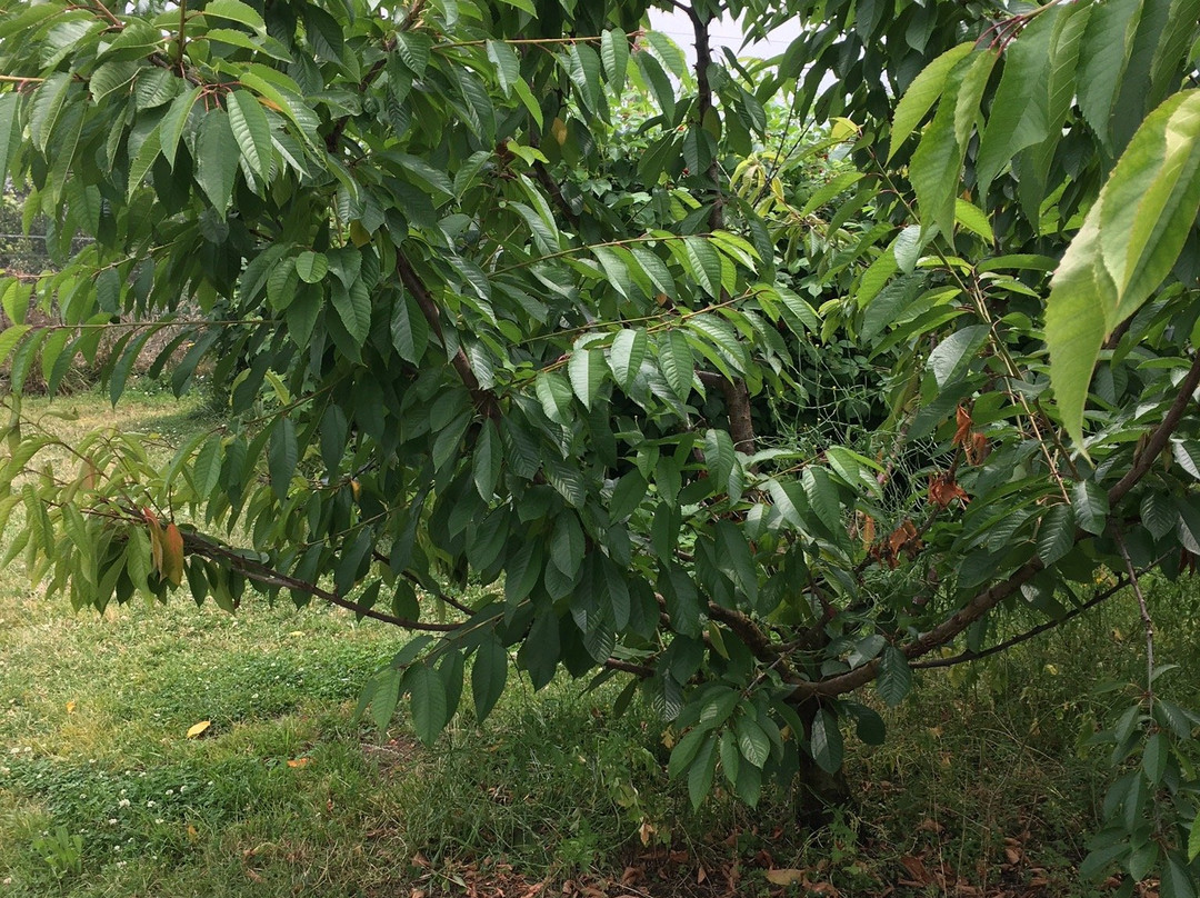 Tram Road Fruit Farm景点图片