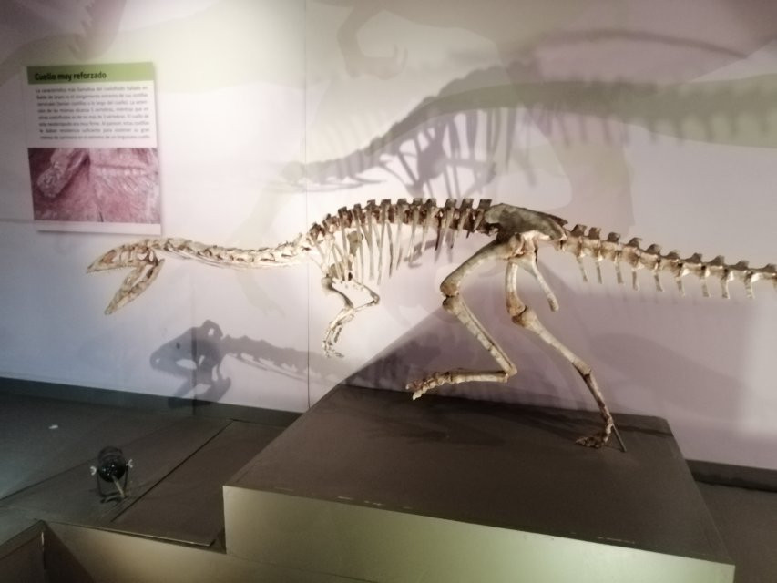 Museo de Ciencias Naturales景点图片