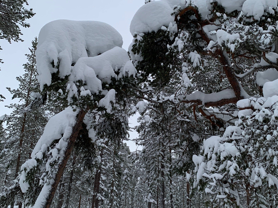 Juutua Nature Trail-伊纳里必去景点