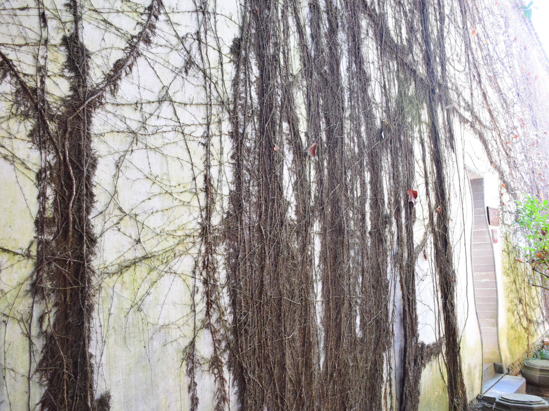 黄山市赛金花故居-归园景区-黟县必去景点