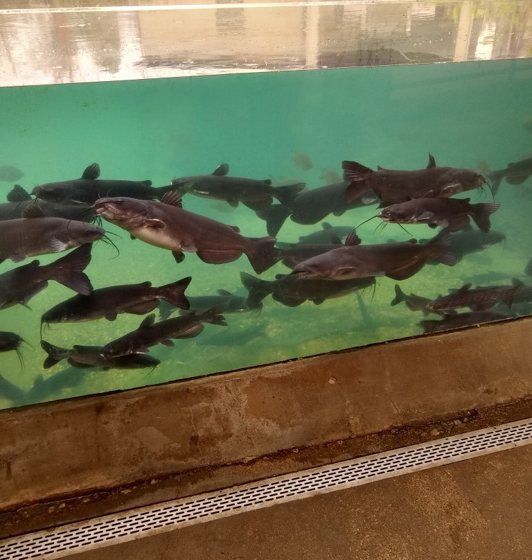 Texas Freshwater Fisheries Center-Athens必去景点